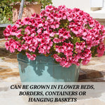 2 Mixed Geranium Plants Live, Vibrant Blooms, Hardy Perennial Geranium Flowers 4-8 Inches, Indoor Outdoor Planting