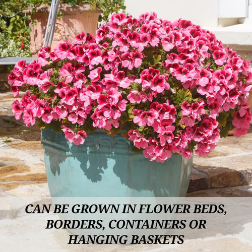 2 Geranium Plants Live, Vibrant Blooms, Hardy Perennial Geranium Flowers 4-8 Inches, Indoor Outdoor Planting