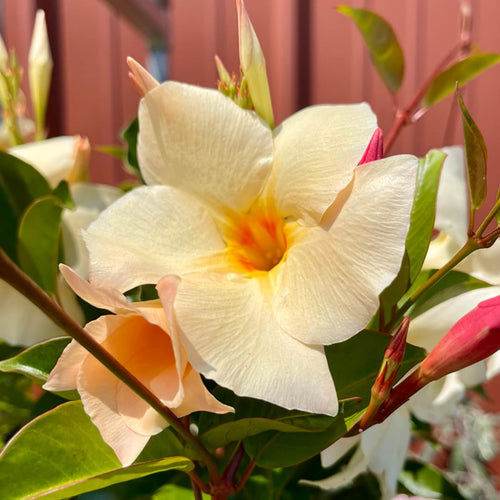 2 Apricot Mandevilla Plants Live, Mandevilla Flower Live Plants, Live Mandevilla Plant, 4 Inc to 7 Inc Tall, Mandevilla Well Rooted for Garden