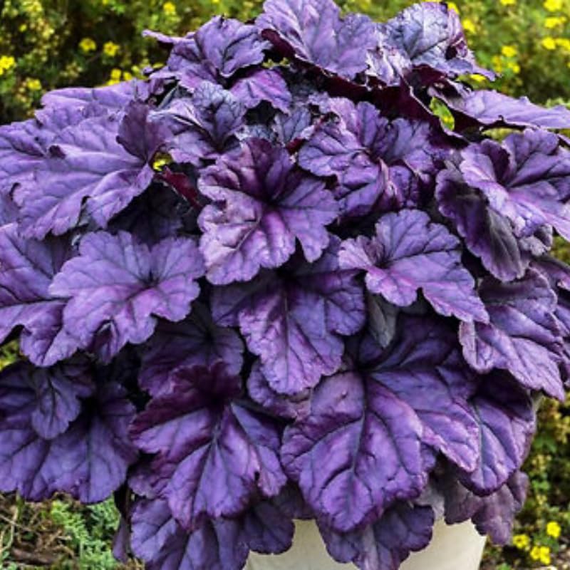 2-Pack Live Heuchera Coral Bells Plants, Colorful Leaves, Vibrant Indoor Outdoor Planting