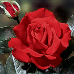 Rose Bush Live Plant, Heirloom Rose Plant Live for Planting, 5-8 Inch Height, Reblooming Shrub (Red Rose)