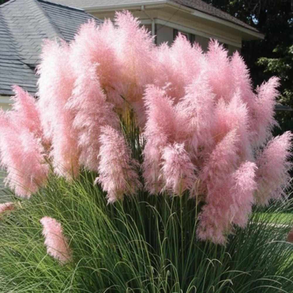 100 Pink Pampas Grass Seeds, Ornamental Grass Seeds for Planting, Perennial Pampas Grasses for Landscaping and Decoration