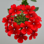 Pack 4 Red Perennial Verbena Plants, Red Verbena Live Plants, Verbena Flower Trailing Plants Live for Planting, Red Verbena Plants in Zones 7 to 11