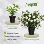 Jasmine Live Plant 4–8″ Tall, Jasmines Flower Vine, Fragrant White Blooms, Outdoor or Container Growing (Frostproof Cape Jasmine)