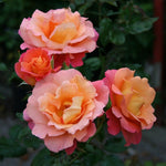 Rose Live Plant, Roses Flower Plant, Fragrant Flower for Planting, 4-6 Inches Tall, Bush Shrub Plants, Well Rooted, Ready to Grow (Orange Rose)