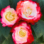 Rose Live Plant, Roses Flower Plant, Fragrant Flower for Planting, 4-6 Inches Tall, Bush Shrub Plants, Well Rooted, Ready to Grow (Orange Rose)