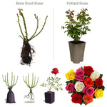 Climbing Roses Live Plants, Rose Bushes Ready to Planting, No Pot, Cut Back, Well Rooted, 6-8 Months Old (Random Single Color)