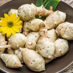 1/2 Lb Jerusalem Artichoke Tubers for Planting, Artichoke Bulbs Sunchoke Sunroots