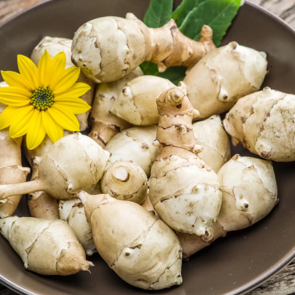 1/2 Lb Jerusalem Artichoke Tubers for Planting, Artichoke Bulbs Sunchoke Sunroots