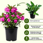 Set 2 Pink Euphorbia Milii Plants, Crown of Thorns Live Plant, 5-8 Inc Tall, Hardy Euphorbia Flowering Houseplants