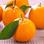 Sweet Mandarin Orange Tree, 1-2 Feet Tall in 1 Gallon Pot, Sweet Citrus Fruit Tree for Patio and Outdoor Garden