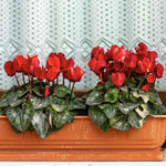 Red Cyclamen Plant Live in 4" Pot, Vibrant Blooms Plant for Garden, Hardy Perennial Cyclamen Flowers Plant
