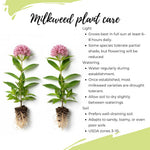 2 Pink Milkweed Plants Live, 5-8 Inch Tall, Butterfly Milkweed Asclepias Tuberosa Plant for Perennial Flower
