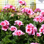 2 Rose Geranium Plants Live, Geraniums Live Plants, Colorful Flowering Plants for Garden, Patio, or Hanging Baskets, 5-9" Tall, No Pot