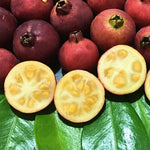 Red Cherry Guava Tree Plant Live, 9 Months Old Tree in 4" Pot, Red Strawberry Guava Fruit 6-12 Inch, Well-Rooted, Ornamental Plants, No CA