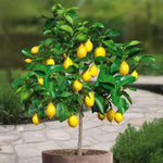 Meyer Lemon Tree Plant Live in 4" Pot, Starter Size 2-4" in Tall, Yellow Lemon Lime Citrus Fragrant for Zones 8-11 Growing