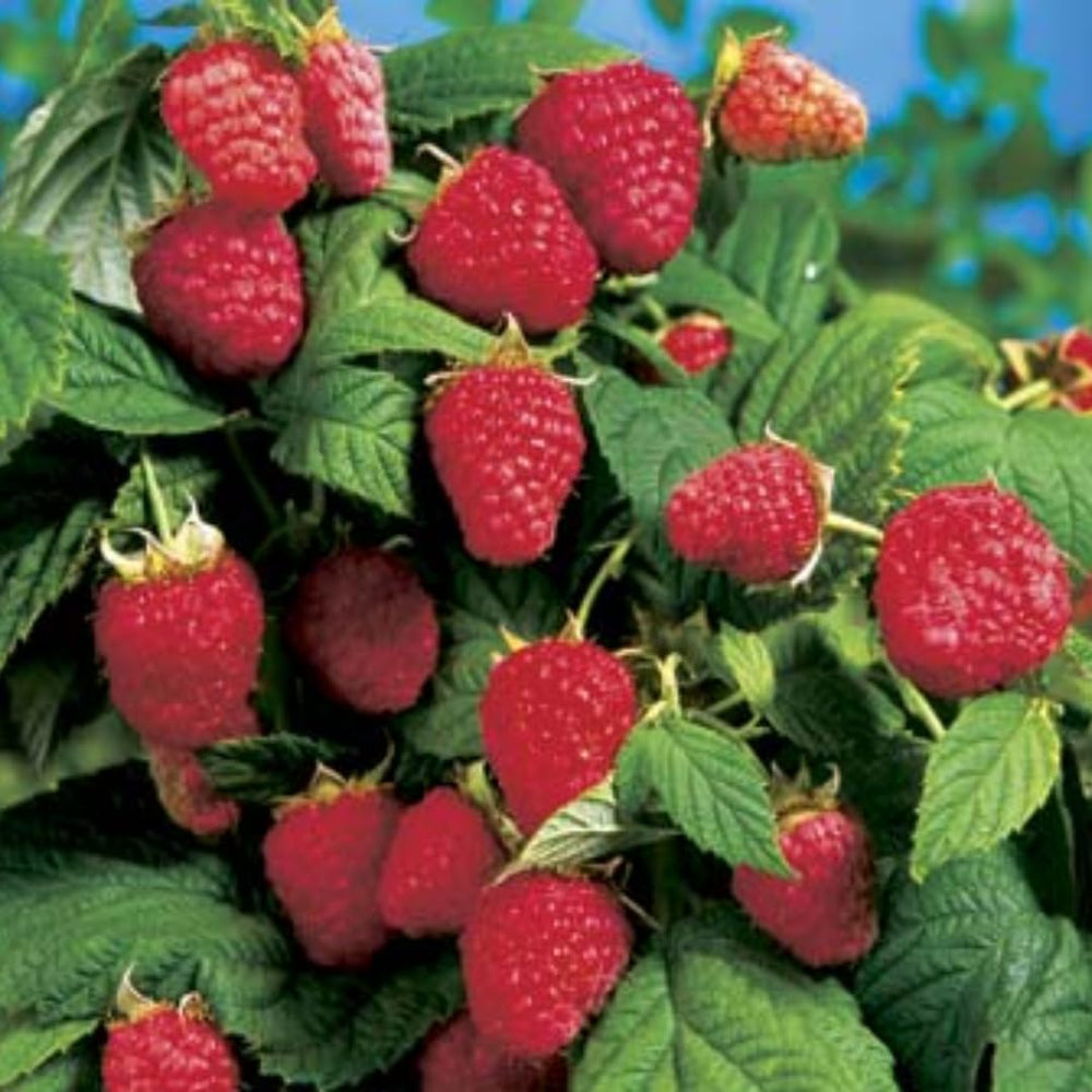 High Yield Raspberry Plants Live for Outdoor Planting, Size 5-9" in Tall, No Pot, Dormant in Winter, Cold Hardy (Red Caroline)