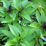 Thai Basil Plant in 4 Inch Pot - 4-6 Inch Tall Herb Plants