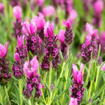 02 Lavender Plants Live Indoor Outdoor Spring Planting, Size 5-9" in Tall, Fragrant Bush for Indoor Outdoor Growing, Spring Bloom (Spanish Lavender)