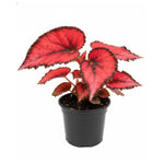 Begonia Plant Live, Colorful Begonia Plants 4-8 Inches, Decorative Houseplant for Indoor Outdoor Gardens and Containers (Red Foliage)