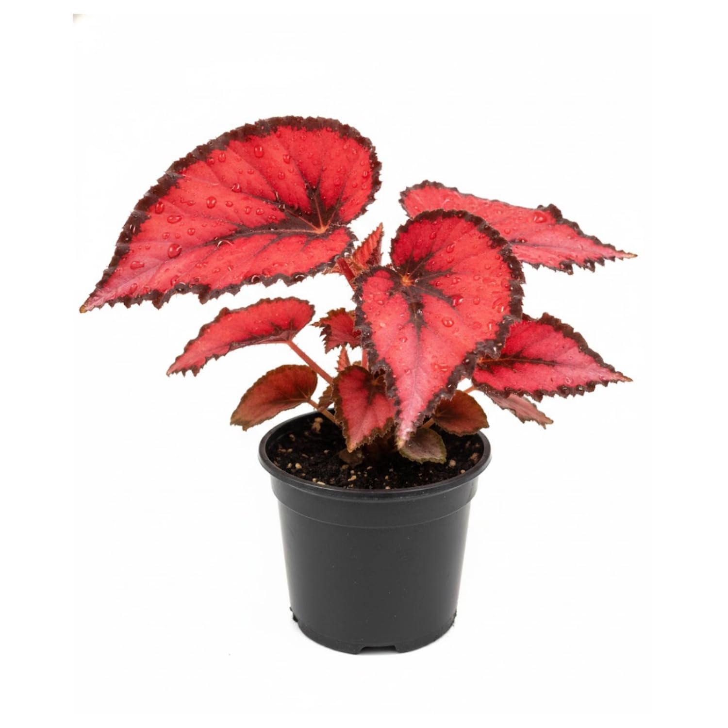 Begonia Plant Live, Colorful Begonia Plants 4-8 Inches, Decorative Houseplant for Indoor Outdoor Gardens and Containers (Red Foliage)