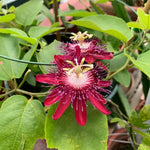 Burgundy Passion Flower Plant Live, Passiflora Flowering Vine, Trailing Passion Flowers 4 to 8 Inch Tall