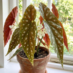 Polka Dot Begonia Plant Live 4-6 Inches, Starter Begonia Well Rooted, Colorful Foliage Plant for Indoor Decor and Patio Pots