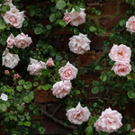 Climbing Roses Live Plants, Well Rooted 5-9" Tall, No Leaf, Ready to Plant Indoor Outdoor, Climber Rose Bush, Hybrid Tea Rose Like, Very Fragrant, Long Bloomer (New Dawn Pink)