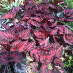 2 Live Begonia Angel Wing Maculata Set, Size 5-9 Inch Tall, Red Polka Dot Begonia Plants, Indoor Outdoor Decorative Houseplants