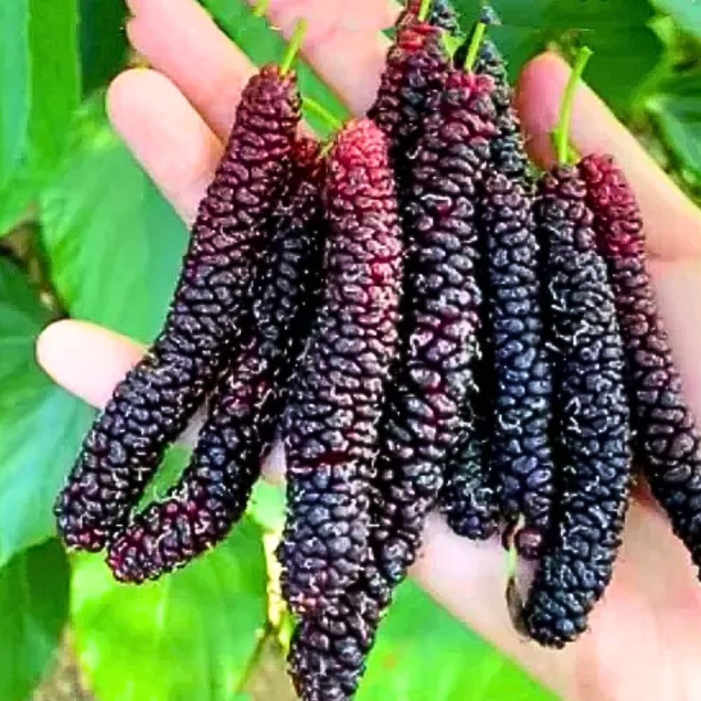Pakistan Mulberry Plant Live for Planting, 6-8 Inch Tall, Pakistan Mulberry Fruit Tree Plant, Long Mulberries Tree