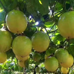 Passion Fruit Plant Live, Passion Fruit Tree Live Plant, Yellow Passionfruit Vine 4 to 6Inc Long