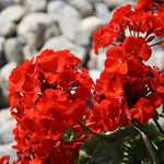 2 Red Geranium Plants Live, Geraniums Live Plants, Colorful Flowering Plants for Garden, Patio, or Hanging Baskets, 5-9" Tall, No Pot