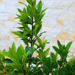 2 Bay Leaf Tree Plants Live, Laurus Nobilis Plant, Bay Laurel Sweet Bay Plants, 5 to 7 Inc