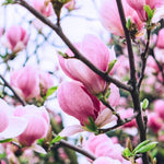 Magnolia Tree Live Plant 6 to 12 Inch Height, Fragrant Magnolia Plant Live to Grow, Magnolia Bush Flowers (Jane Magnolia)