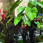 Pack 2 Black Stem Alocasia Live Plant for Planting, Indoor Houseplant Alocasia Plant Live, 5 to 7 Inc Tall, Bare Root, Alocasia Colocasia Taro Plant for Ornamental Plants
