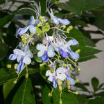 1 Clerodendrum Plant Live, Chain of Glory Clerodendrum Light Live Plants, 5-9 Inch Tall, No Pot (Clerodendrum Blue Butterfly)