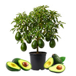 Dwarf Avocado Tree Plant Live, Cold Hardy Avocado Tree, 6-12 Inch Tall