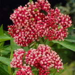 2 Butterfly Milkweed Plants Live, Asclepias Tuberosa Tropical Milkweed Flowers for Butterfly Garden, 4-9" Tall Perennials, No Pot Included (Deep Red Milkweed)