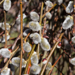 Set 2 Willow Plants Live Bare Root 1-2 Feet Tall, Dormant Willow Live Plants for Outdoor Garden Landscaping (Pussy Willow)