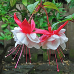 2 Red White Fuchsia Live Plants 4-7'' Tall, Hardy Hanging Basket Flower Plant, Shade Loving Blooming Fuchsia Starter Plants
