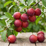 Cherry Plum Tree Live Plant, Plum Fruit Tree Plant, 2-3 Ft Tall