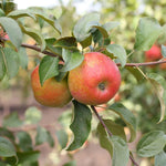 Live Honeycrisp Apple Tree, 2-3ft Tall