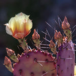Live Purple Prickly Pear Cactus, 6-8 Inches Tall, Hardy Succulent Plant for Indoor or Outdoor Growing