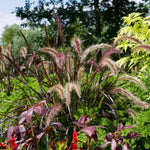 2 Red Purple Fountain Grass Plants Live for Planting, Ornamental Grass Live Plants, 5-9 Inch Tall, Purple Grass Indoor Outdoor