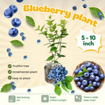 3 Blueberry Bush Live Plant to Grow, Blueberry Plants Live for Planting 5 to 9 Inch Tall, Sweet Blueberries Fruit for Home Garden (Jewel Blueberry)