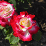 Rose Live Plant, Roses Flower Plant, Fragrant Flower for Planting, 4-6 Inches Tall, Bush Shrub Plants, Well Rooted, Ready to Grow (Orange Rose)