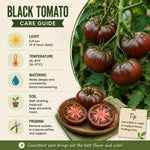 Set 2 Tomato Plants, Black Red Tomato Plants Live for Planting, 4-6 Inc Tall, Live Vegetable Plant for Indoor Outdoor Garden