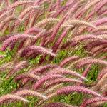 2 Fountain Grass Plants Live, 5-9 Inch Tall Ornamental Grass Live Plants for Landscaping and Garden Borders (Rose Fountain Grass)