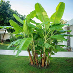 Banana Plant Live, Basjoo Banana Tree Live Plant, Hardy Banana Fruit Seedling 4 to 8 Inch Tall, Indoor Outdoor