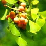 5 Dormant Ginkgo Biloba Trees Live Plants, 6 to 12 Inc Tall Ginkgo Trees Seedlings, Bare Roots, Very Cold Hardy